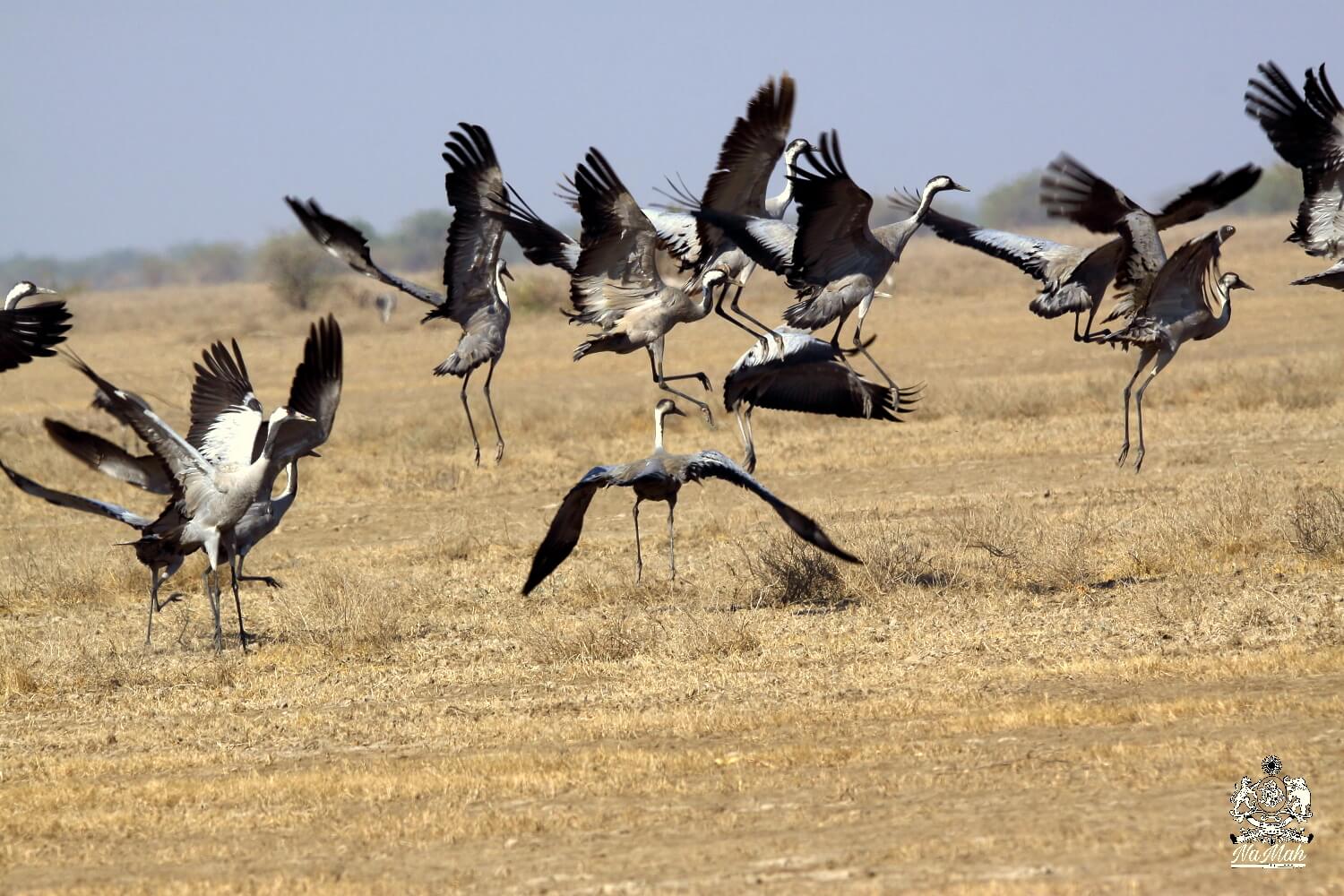 Crane Birds taking off together