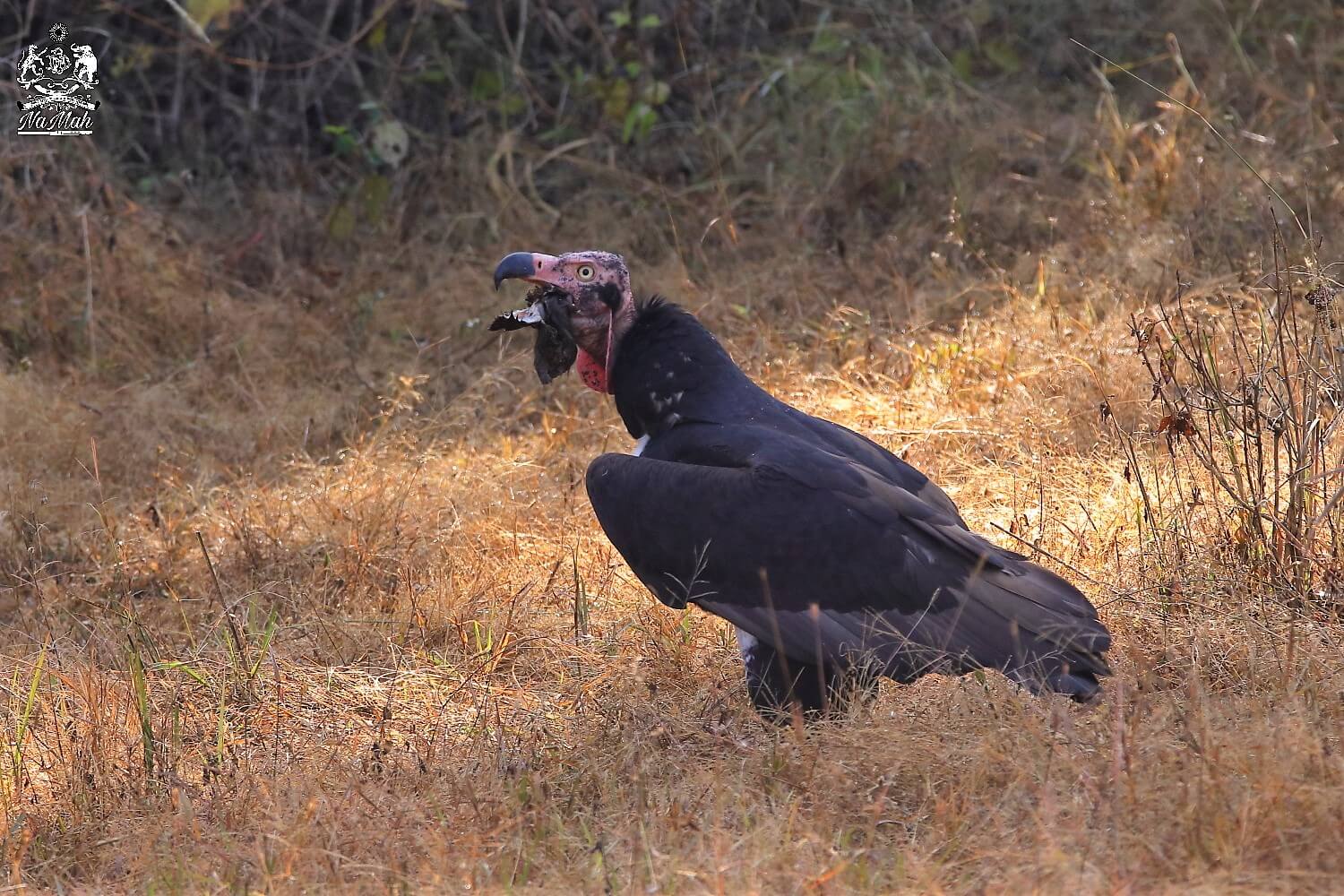 King Vulture Eating bird kill at forest of central india