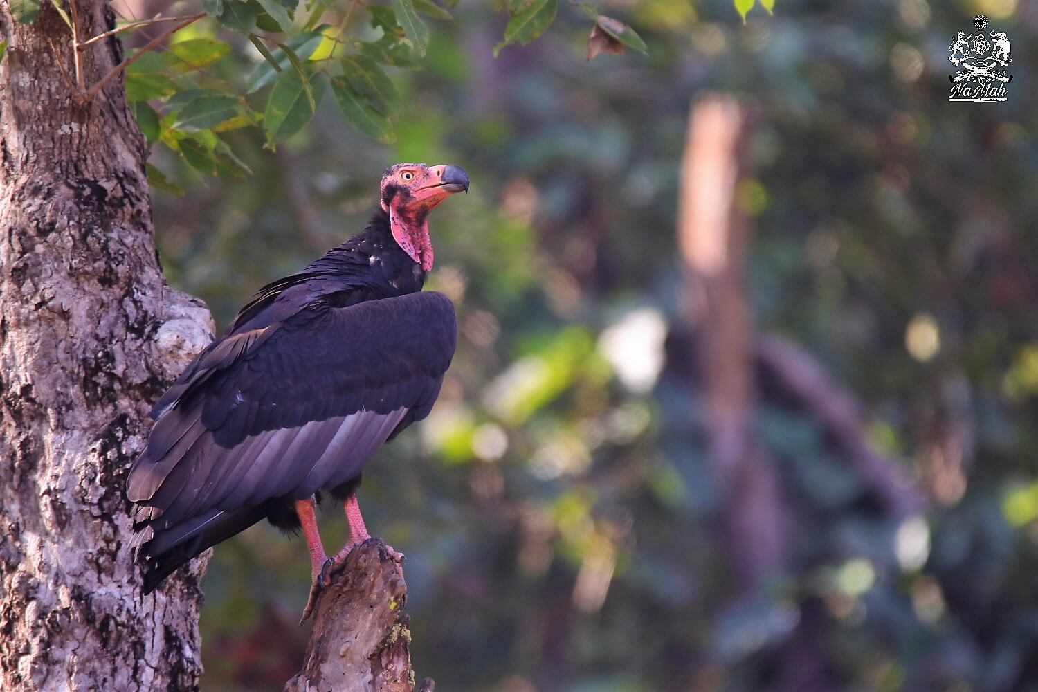 King Vulture sitting on tree branch
