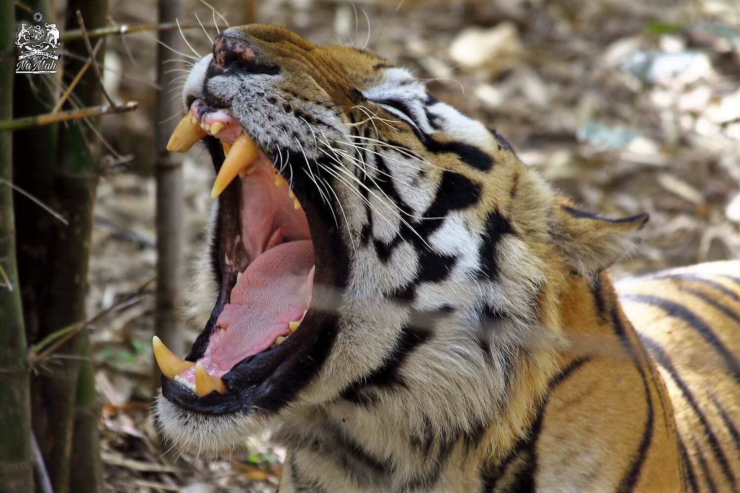 Photograph of Tiger Yawning in Kanha

