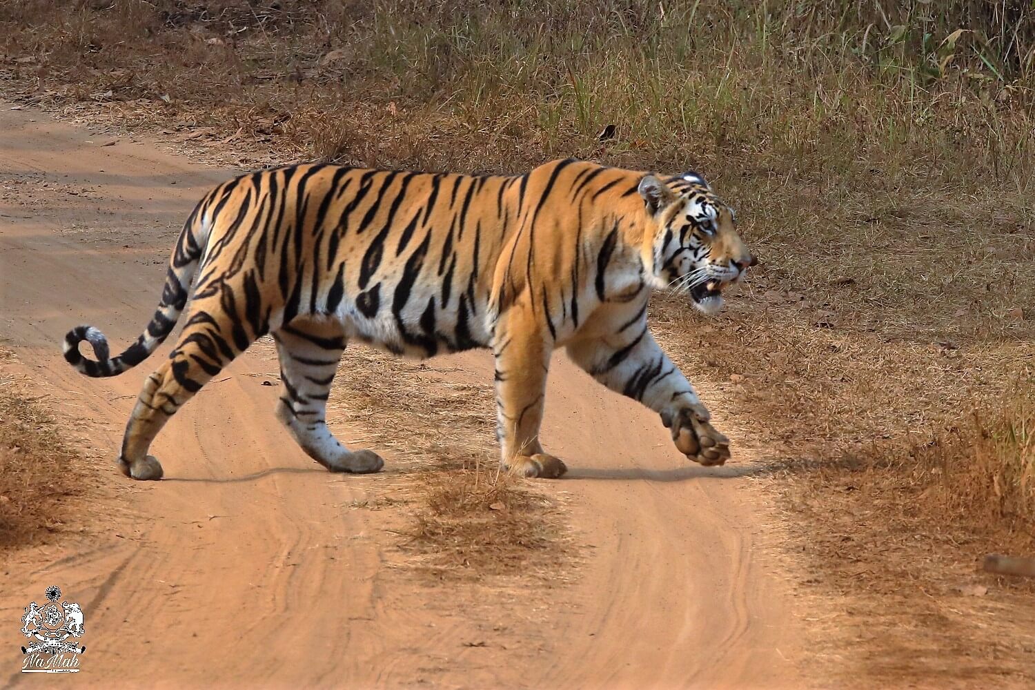 Tiger crossing road, right flank photograph
